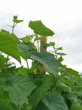 tarım çiftliği salatalık yetiştiriyor.
