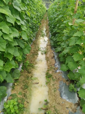 tarım çiftliği salatalık yetiştiriyor.