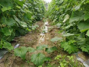 tarım çiftliği salatalık yetiştiriyor.