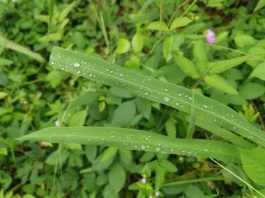 Yeşil çimen yapraklarının yüzeyine çiy damlaları düşer.