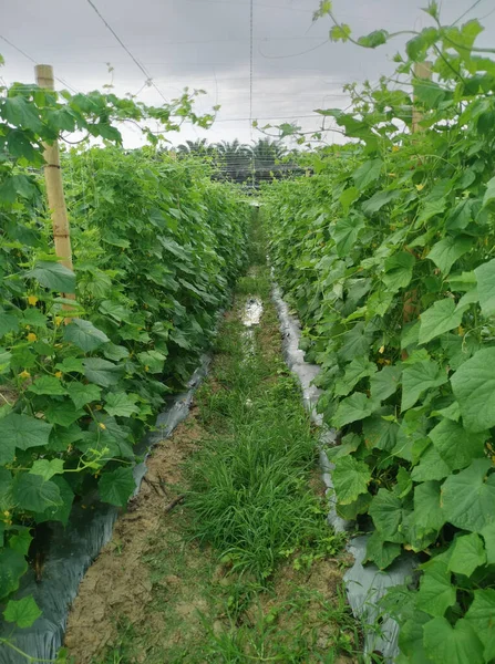 Der Landwirtschaftliche Betrieb Der Gurkenpflanzen Anbaut — Stockfoto