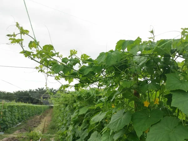 Fazenda Agrícola Que Cresce Fábrica Pepino — Fotografia de Stock