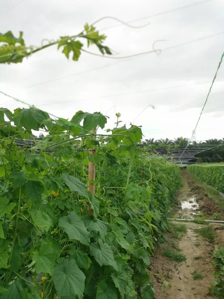 农场种植黄瓜的植物 — 图库照片