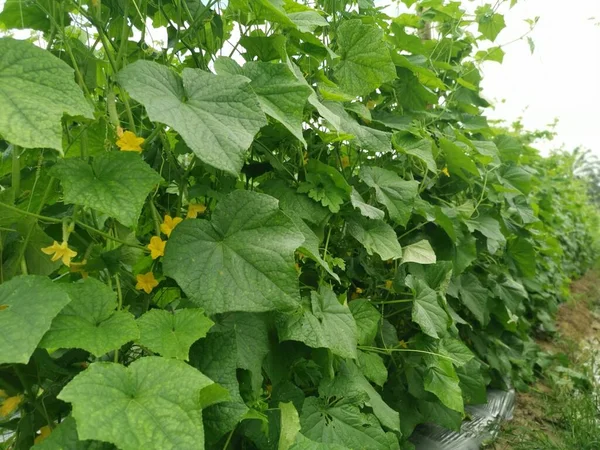 Tarım Çiftliği Salatalık Yetiştiriyor — Stok fotoğraf