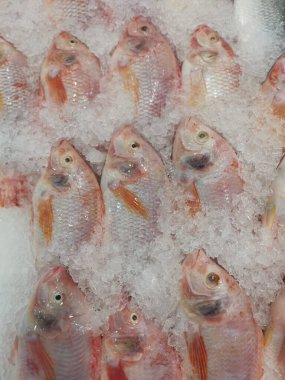 Taze kırmızı tilapia balıkları buz küpünde satılıyor.