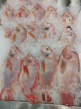 Taze kırmızı tilapia balıkları buz küpünde satılıyor.