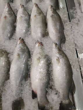 Buz küpünde taze deniz kabuğu balıkları satılıyor. 