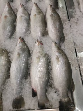 Buz küpünde taze deniz kabuğu balıkları satılıyor. 