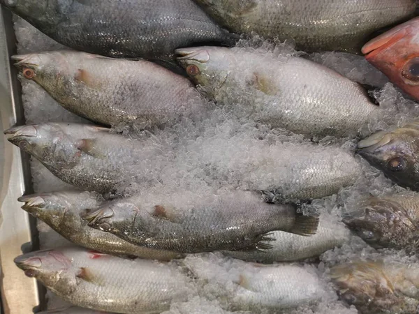 Poissons Mer Frais Sur Glaçon Vente — Photo