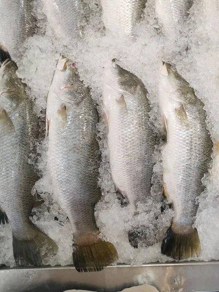 fresh seabass fishes on ice-cube on sale