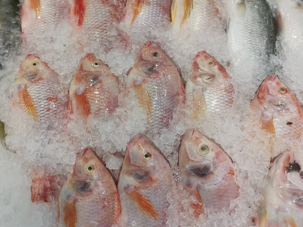 Peixes Tilápia Vermelha Fresca Cubo Gelo Para Venda — Fotografia de Stock