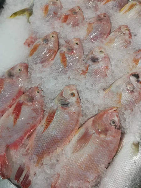 Peixes Tilápia Vermelha Fresca Cubo Gelo Para Venda — Fotografia de Stock