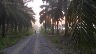 Yağ palmiyesi tarlasında yol boyunca bir sahne