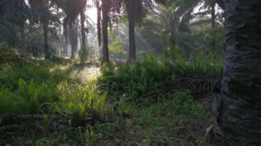 Yağ palmiyesi tarlasında yol boyunca bir sahne