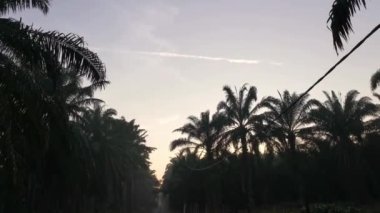 Yağ palmiyesi tarlasında yol boyunca bir sahne