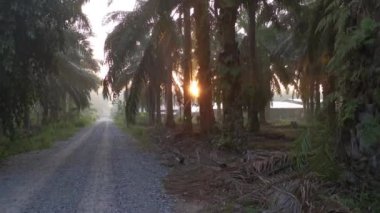 Yağ palmiyesi tarlasında yol boyunca bir sahne