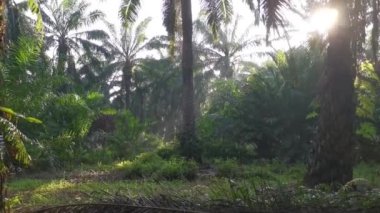 Yağ palmiyesi tarlasında yol boyunca bir sahne