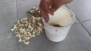 İstenmeyen çürümüş insan dişi demeti..