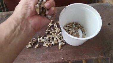 İstenmeyen çürümüş insan dişi demeti..