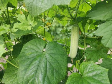 Sarmaşık köklerinde salatalık meyvesi asılı..