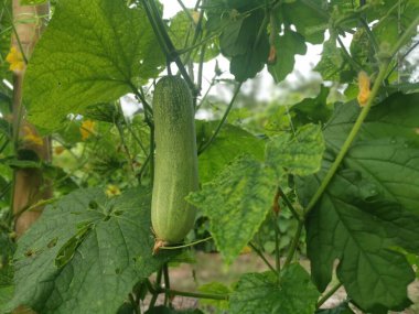 Sarmaşık köklerinde salatalık meyvesi asılı..