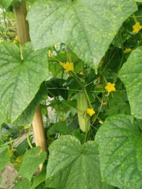 Sarmaşık köklerinde salatalık meyvesi asılı..