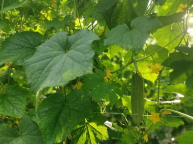 Sarmaşık köklerinde salatalık meyvesi asılı..