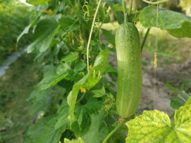 Sarmaşık köklerinde salatalık meyvesi asılı..