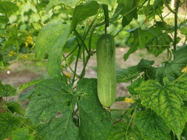 Sarmaşık köklerinde salatalık meyvesi asılı..