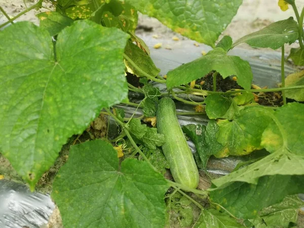 Concombre Rampant Fruits Suspendus Sur Les Tiges Vigne — Photo