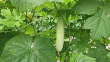 Sarmaşık köklerinde salatalık meyvesi asılı..