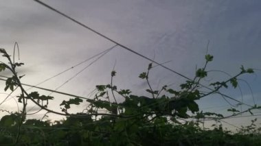 Asma dallarında sallanan acı kabak meyveleri..