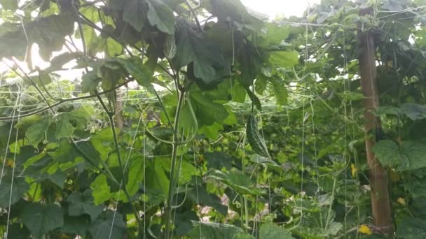 Rastejando Fruta Cabaça Amarga Pendurado Nas Hastes Videira — Vídeo de Stock