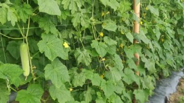 Sarmaşık köklerinde salatalık meyvesi asılı..