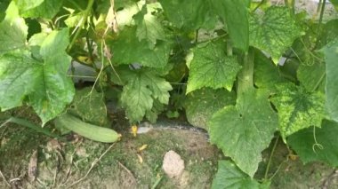 Sarmaşık köklerinde salatalık meyvesi asılı..