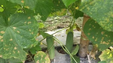 Sarmaşık köklerinde salatalık meyvesi asılı..