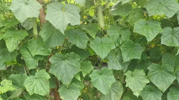 Concombre Rampant Fruits Suspendus Sur Les Tiges Vigne — Video