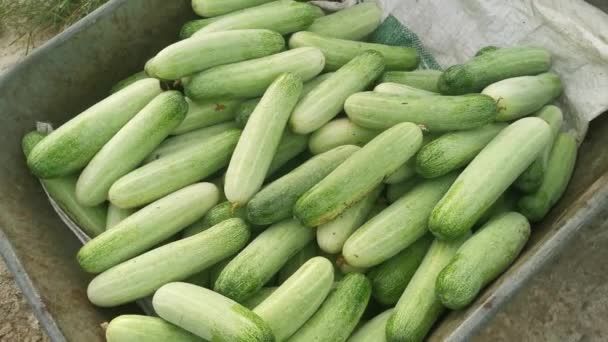 Colher Frutas Pepino Dentro Carrinho — Vídeo de Stock