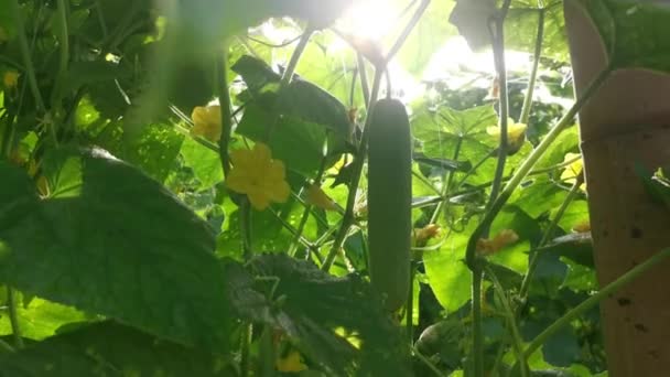 Fruto Pepino Rastrero Colgando Los Tallos Vid — Vídeo de stock