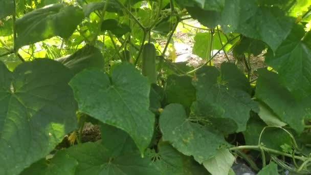 Concombre Rampant Fruits Suspendus Sur Les Tiges Vigne — Video