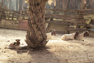 Çiftlikteki hayvan aktivitesinin kızılötesi görüntüsü.