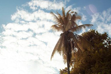 Gündüz gökyüzüne bakarken kızılötesi görüntü