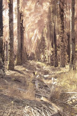 Petrol palmiyesi tarımı çevresindeki çevresel kızılötesi görüntü.