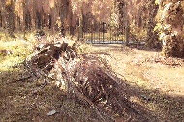 Petrol palmiyesi tarımı çevresindeki çevresel kızılötesi görüntü.