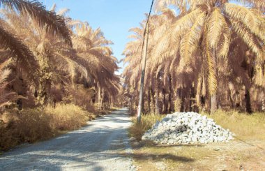 Petrol palmiyesi tarımı çevresindeki çevresel kızılötesi görüntü.