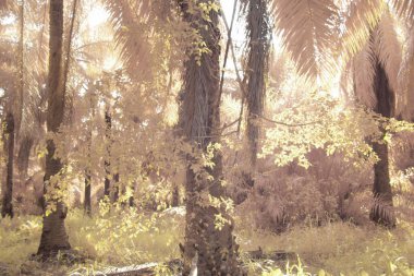 Petrol palmiyesi tarımı çevresindeki çevresel kızılötesi görüntü.