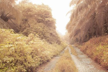 Petrol palmiyesi tarımı çevresindeki çevresel kızılötesi görüntü.
