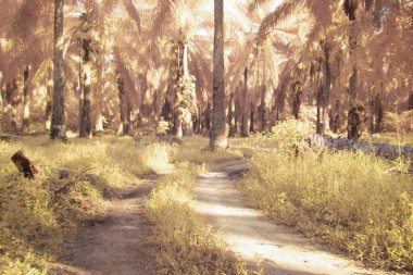 Petrol palmiyesi tarımı çevresindeki çevresel kızılötesi görüntü.