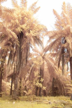 Petrol palmiyesi tarımı çevresindeki çevresel kızılötesi görüntü.