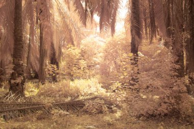 Petrol palmiyesi tarımı çevresindeki çevresel kızılötesi görüntü.